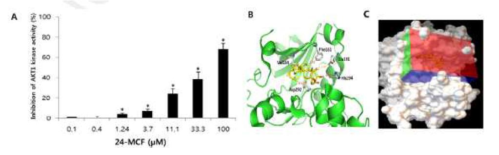 AKT kinase 저해 활성 효과와 감마오리자놀의 binding site
