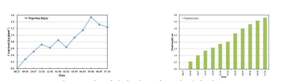 파프리카의 하중 및 초장 변화(진주)