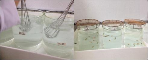 Glass container for fish acute toxicity toxicity