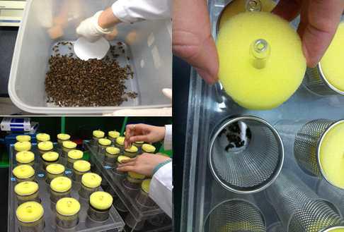 Cage and feeding glass vial for honeybee acute oral test