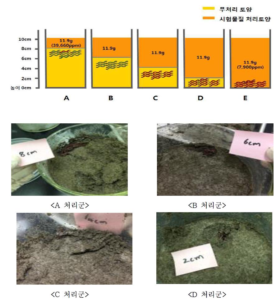 Earthworm toxicity test of various soil hight treated sophora extract(11.9g). Earthworm is under the soil with extract.