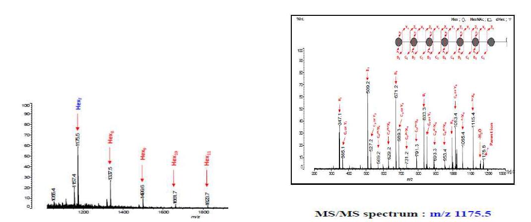 IS N-Glycan 과 모식구조