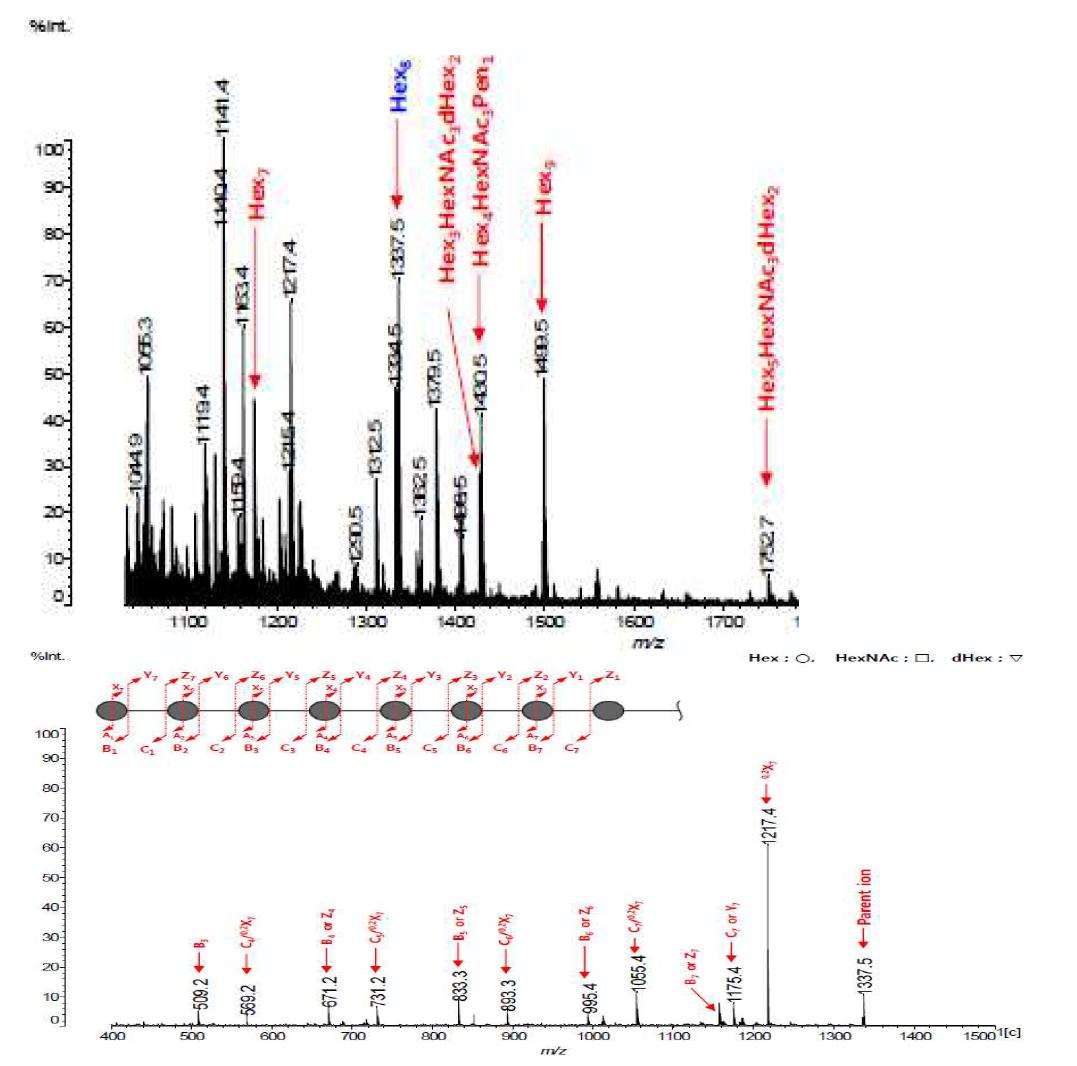 BtQ N-glycan MS/MS 측정치와 모식도