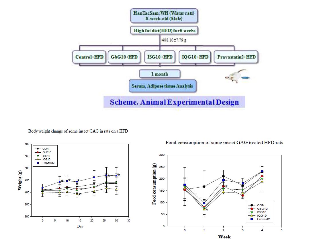 고지방식이랫트의 곤충 글라이코자미노글라이칸 한달투여 시 투여모식도, 체중 및 사료섭취량 변동