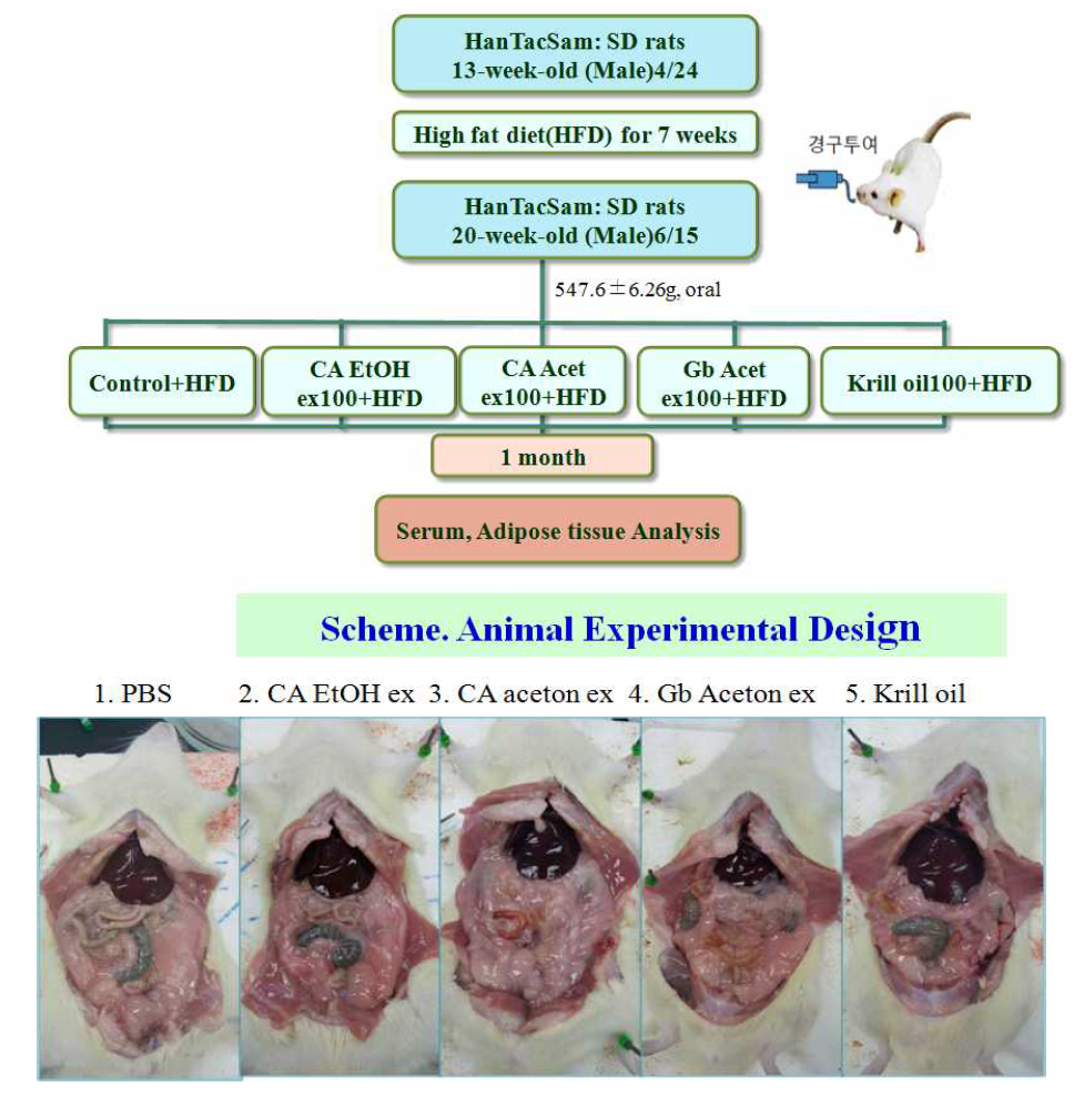 투여 모식도와 처치5개군 SD rats의 개복 후 사진들