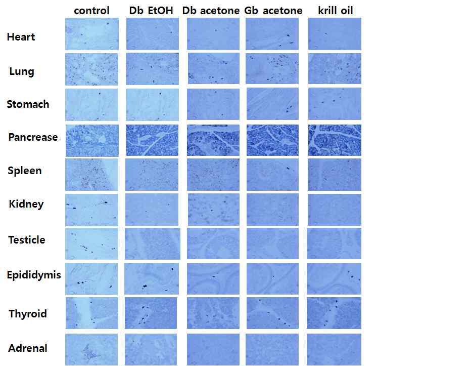 Mast cells in heart, lung, stomach, pancrease, spleen, kidney, testicle, epididymis, thyroid, adrenal gland