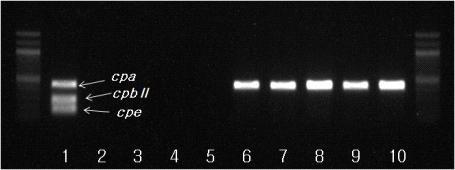 얼갈이, 상추 중 C. perfringens PCR 결과