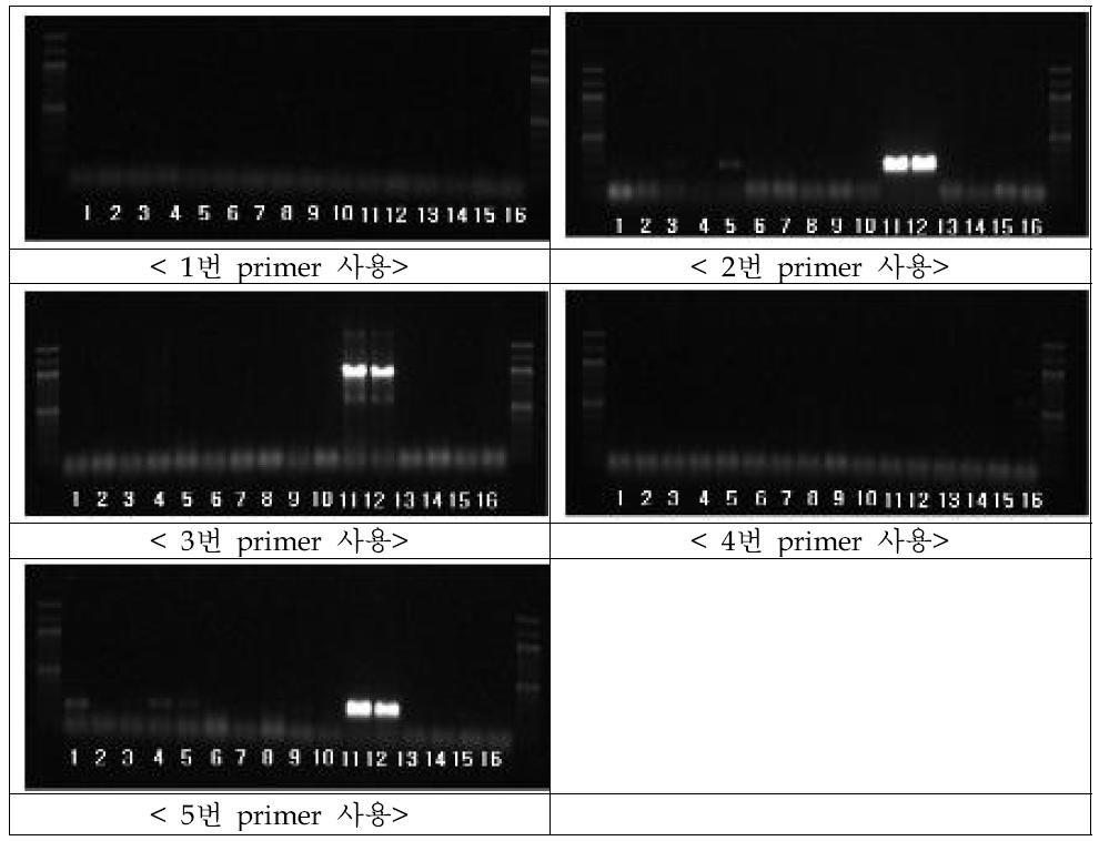 cpe 유전자 증폭을 위한 primer 선별