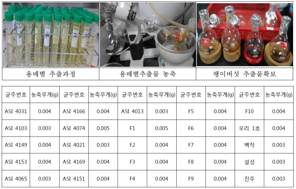 팽이버섯 25균주 용매별(열수, 주정, 메탄올) 추출물 확보