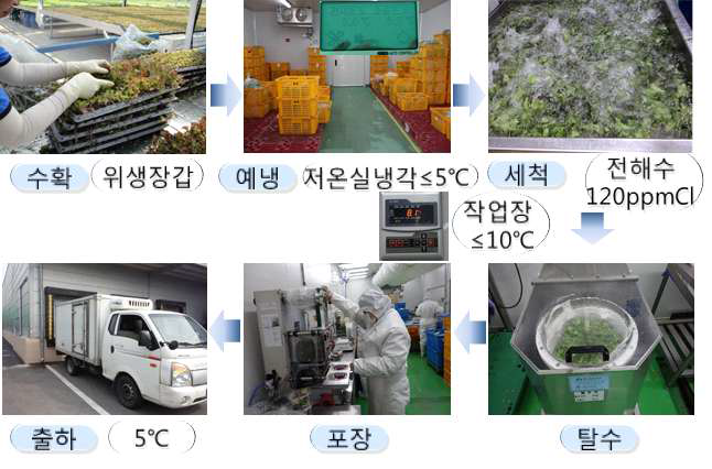 신선편이 어린잎채소 수확후관리 과정 개선 (안)