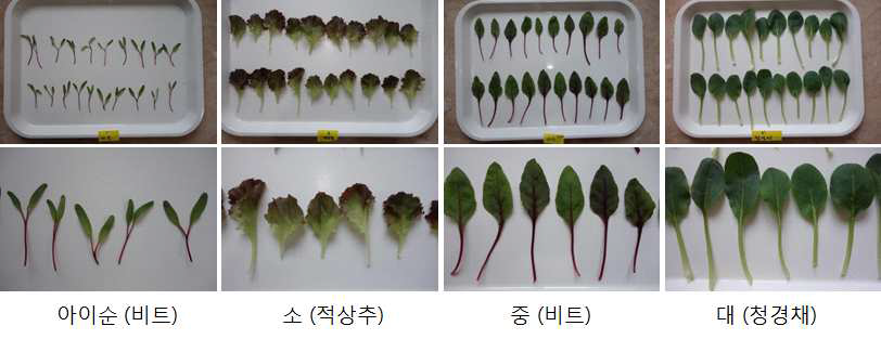 어린잎채소 규격별 외관모습