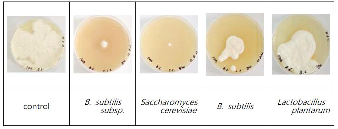 유용미생물 처리별 B. bassiana의 증식 억제