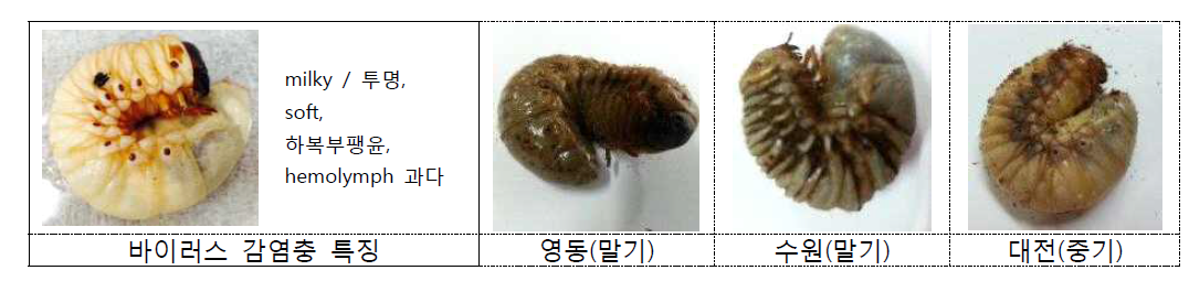 OrNV에 감염된 장수풍뎅이 유충