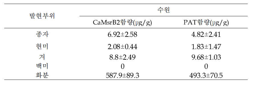 가뭄저항성 벼(종자) 및 수술의 CaMsrB2 및 PAT 단백질의 발현 분석