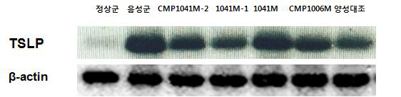 진드기연고 처리로 알러지가 유도된 Nc/Nga 마우스 피부조직에서 CMP1041M-2, 1041M-1, 1041M 및 CMP1006M의 염증물질 TSLP에 대한 효과