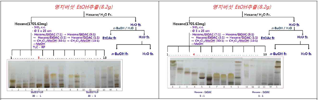 영지버섯 에탄올 추출물의 분획물 제조 및 분획별 TLC 패턴