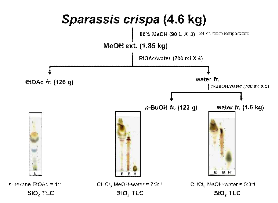 Extraction and fractionation procedure of Sprarassis crispa.