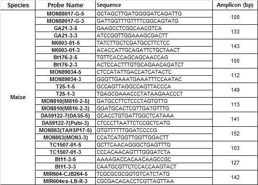 LM옥수수 이벤트 특이적 검출 프로브 제작