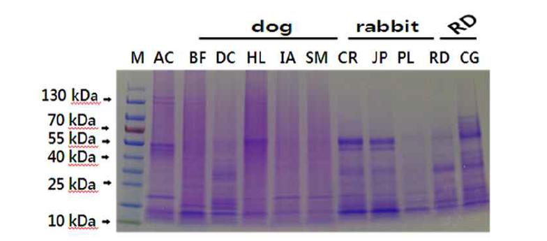 애완견(dog), 토끼(rabbit), 설치류(RD) 사료의 단백질 분리 결과