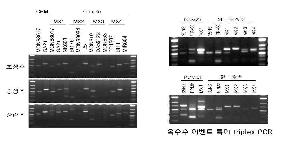 양계용 옥수수 3종의 GM옥수수 이벤트 검출 결과
