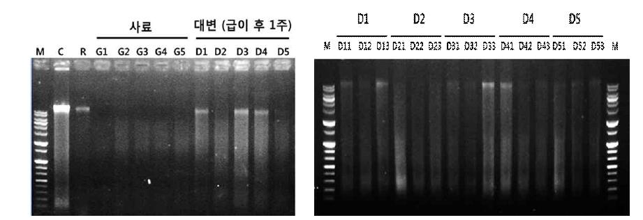 사료와 대변에서 분리한 제놈 DNA 전기영동 분석결과 사진