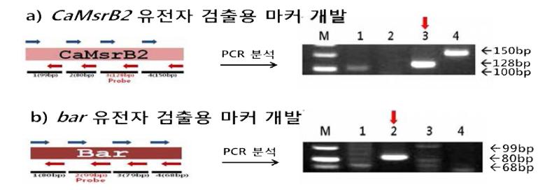 도입유전자 검출을 위한 마커 개발 모식도 및 결과