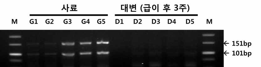 사료와 대변에서 35NOS 마커 세트를 이용한 PCR 분석 결과