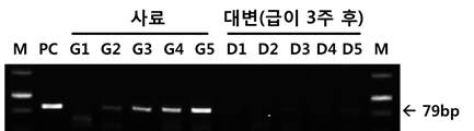 벼 내재유전자 RiF/R 마커를 이용한 사료 및 대변에서의 PCR 검출 결과