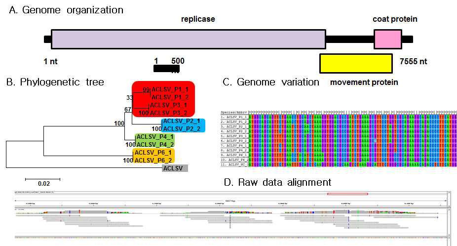 동정된 ACLSV의 유전체 모식도, 동정된 바이러스의 계통학적 분석, 바이러스 변이주간 유전자 변이와 바이러스 동정에 이용된 raw data를 바이러스 게놈에 alignment한 도식도