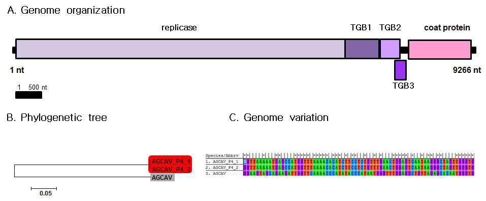 동정된 AGCAV의 유전체 모식도, 동정된 바이러스의 계통학적 분석, 바이러스 변이주간 유전자 변이