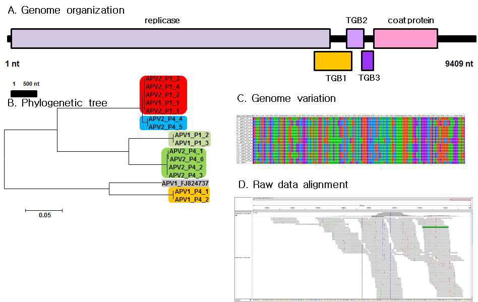 동정된 APV의 유전체 모식도, 동정된 바이러스의 계통학적 분석, 바이러스 변이주간 유전자 변이와 바이러스 동정에 이용된 raw data를 바이러스 게놈에 alignment한 도식도