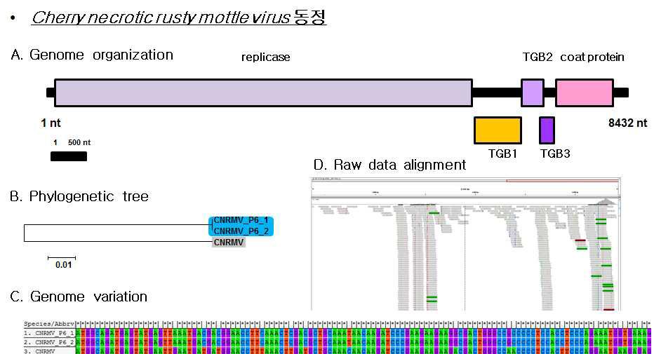 동정된 CNRMV의 유전체 모식도, 동정된 바이러스의 계통학적 분석, 바이러스 변이주간 유전자 변이와 바이러스 동정에 이용된 raw data를 바이러스 게놈에 alignment한 도식도