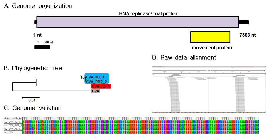 동정된 CVA의 유전체 모식도, 동정된 바이러스의 계통학적 분석, 바이러스 변이주간 유전자 변이와 바이러스 동정에 이용된 raw data를 바이러스 게놈에 alignment한 도식도