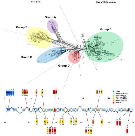 동정된 HSVd와 기존에 알려진 HSVd전체 염기서열을 바탕으로 계통학적 연구 및 돌연변이 위치 확인