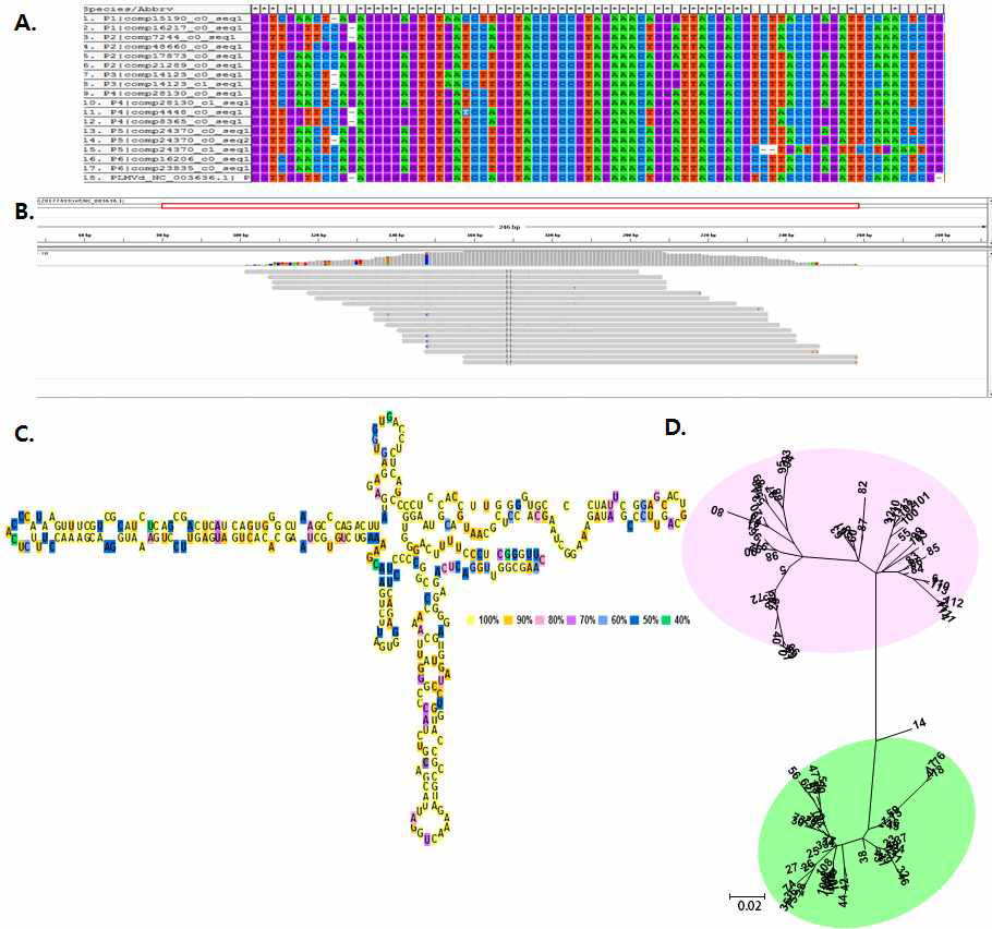 PLMVd 변이주간 유전자 변이, PLMVd동정에 사용된 raw data가 PLMVd 게놈에 alignment된 모습, 동정된 PLMVd RNA의 구조와 유전자 변이에 따른 계통학적 분석