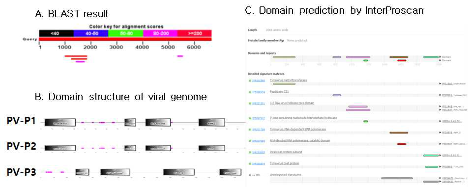 P1샘플에서 동정된 세 바이러스의 blast결과, 바이러스 게놈 도메인 예측 모식도
