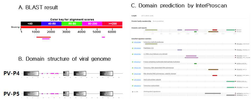 P4샘플에서 동정된 두 바이러스의 blast결과, 바이러스 게놈 도메인 예측 모식도