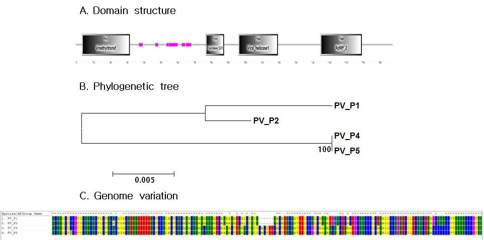 P1과 P4 샘플에서 동정된 4개 novel 바이러스의 도메인 구조 및 계통학적 관계도