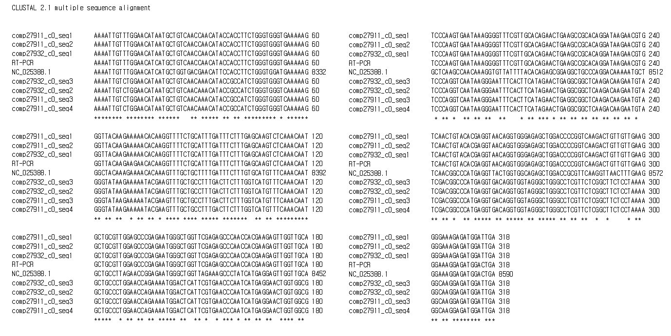 제작된 Asian prunus virus 1 프라이머로 증폭된 염기서열(RT-PCR)과 다른 NGS로 조립된 contigs들과의 염기서열 비교 분석