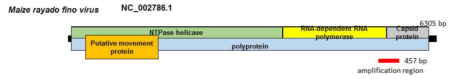 Maize rayado fino virus와 유사한 novel virus의 유전체 모식도 및 RT-PCR 증폭 위치