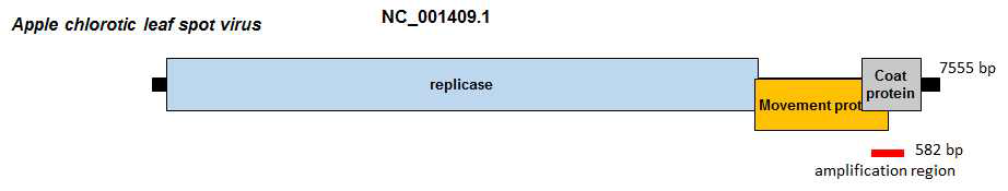 Apple chlorotic leaf spot virus의 유전체 모식도 및 RT-PCR 증폭 위치