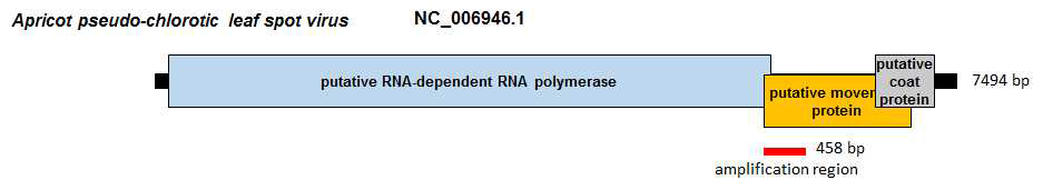 Apricot pseudo-chlorotic leaf spot virus의 유전체 모식도 및 RT-PCR 증폭 위치