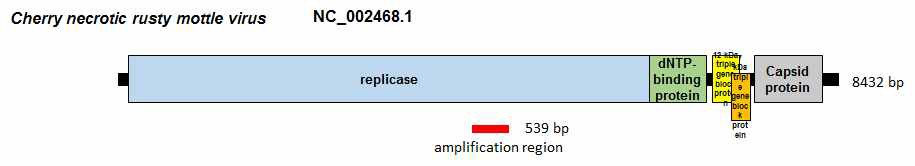 Cherry necrotic rusty mottle virus의 유전체 모식도 및 RT-PCR 증폭 위치