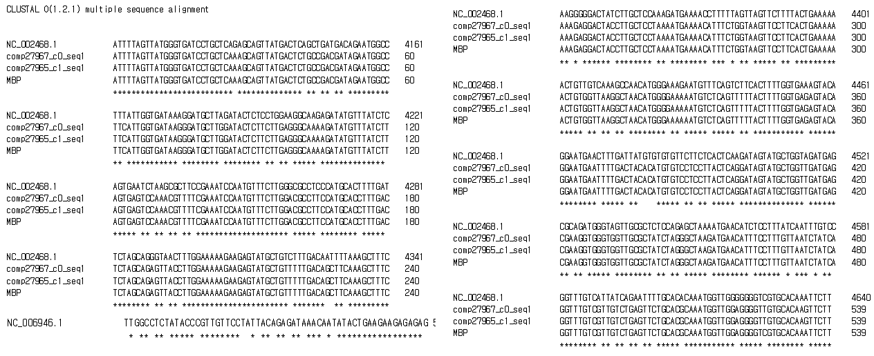 제작된 Cherry necrotic rusty mottle virus 동정용 프라이머로 증폭된 염기서열(RT-PCR)과 다른 NGS로 조립된 contigs들과의 염기서열 비교 분석