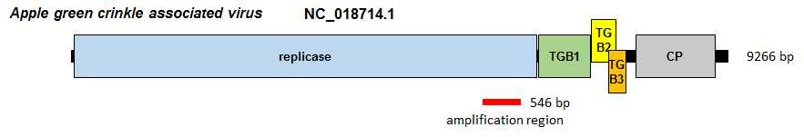 Apple green crinkle associated virus의 유전체 모식도 및 RT-PCR 증폭 위치
