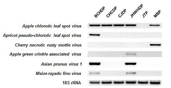 제작된 RT-PCR진단 프라이머를 이용하여 복숭아 품종별 바이러스 감염 여부 확인
