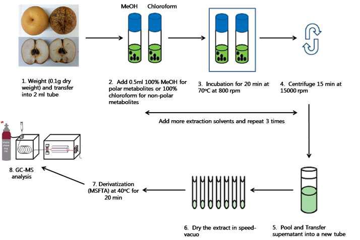 과실조직 GC-MS metabolites profilings을 위해 정립된 시료 추출 및 유도체화 과정