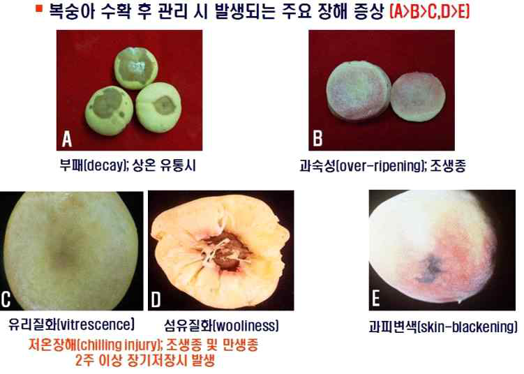 복숭아 수확 후 발생하는 주요 생리장해 증상들