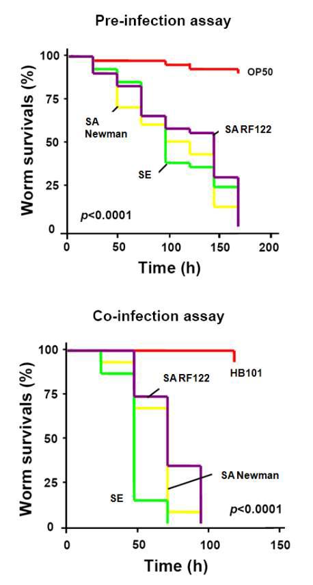 Liquid killing assay for mastitis-causing S. aurues strains with pre-infection (up) and co-infection (down) in 6-well plate using C. elegans nematodes