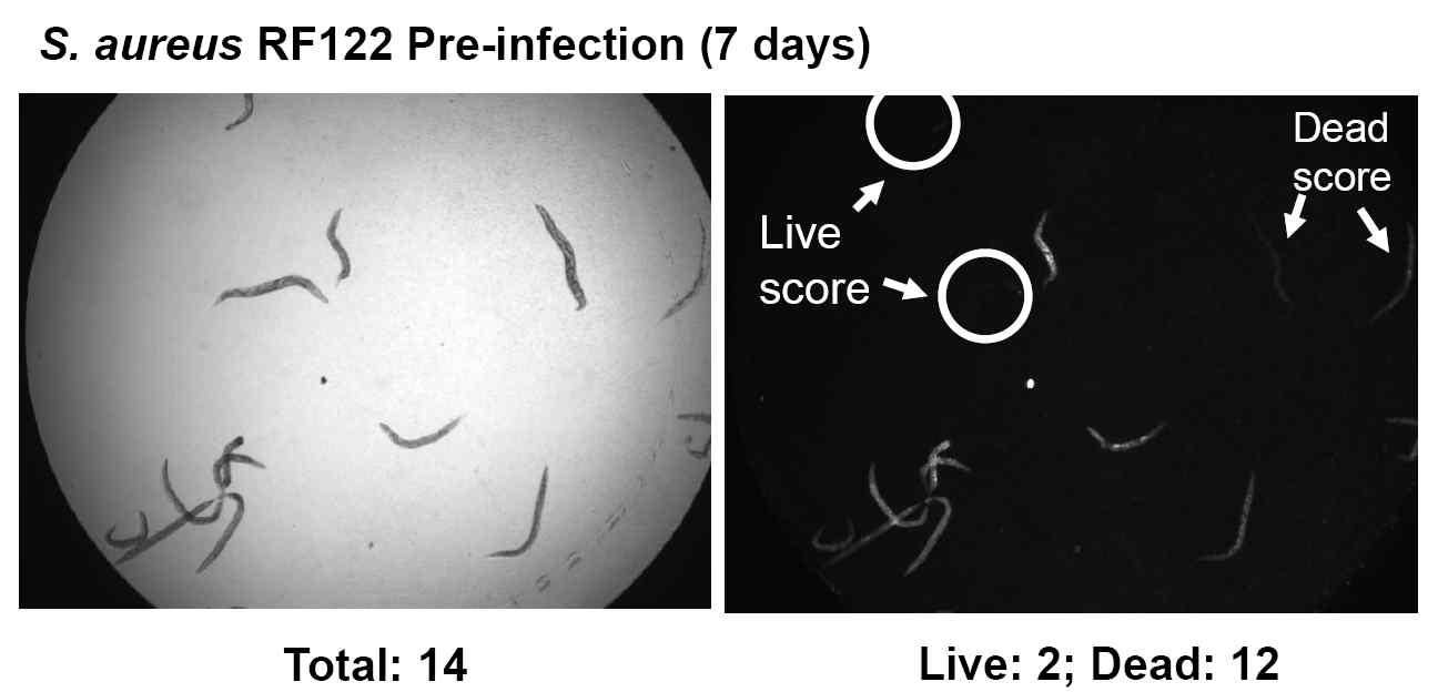 Images of C. elegans liquid killing assay for mastits-causing S. aureus RF122 strain pre-infection in 96-well plate with 20% BHI+90% M9. Alive or dead nematodes were distinguished by the shape and staining phenotype under bright field and SYTOX staining view. The experiments were replicated four times.